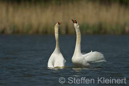 033 Höckerschwan - Paarung (Cygnus olor)